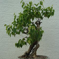 Flieder, Syringa vulgaris, Bonsai Rohling, bonsai-hassler