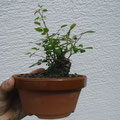 Rose, Rosa, Bonsai, Rohling bonsai-hassler.de