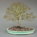 Jap. Zelkove, Zelkova serrata, Bonsai Solitär, Winter, bonsai-hassler.de