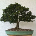 Jap. Zelkove, Zelkova serrata, Bonsai