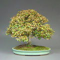 Jap. Zelkove, Zelkova serrata, Bonsai Solitär, Herbst, bonsai-hassler.de