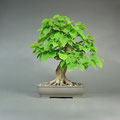 Winterlinde, Tilia cordata, Solitär, bonsai-hassler.de