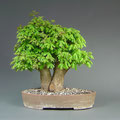 Acer campestre, Feldahorn, Yamadori, bonsai-hassler.de