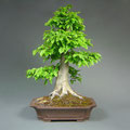 Hainbuche, Carpinus betulus, Bonsai, bonsai-hassler.de