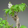 Flieder, Syringa vulgaris, Blüte, Bonsai-Solitär, bonsai-hassler