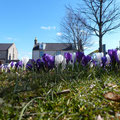 Crocuses on the square © Jeremy Evans