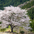 埼玉県