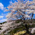 埼玉県