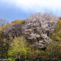 埼玉県