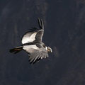 Condor remontando alturas