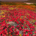 Flores de Alaska