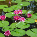Water Lillies