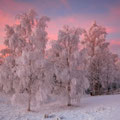 Frosty birchtrees