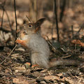 ardilla