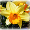 Narciso
