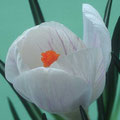 Crocus