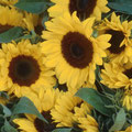 Girasoles