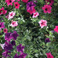 Petunias