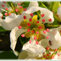 blossom