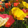 Papelillos o poppy