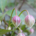 Klematis