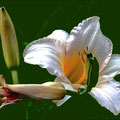 Lirio blanco