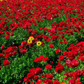 campo de narcis