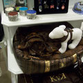 Koko Von N. tienda para mascotas posh