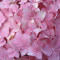 Hortensias