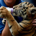 Tigre con mamadera