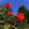Rosas