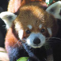 Panda bebé