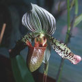 Orquidea