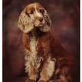C. Spaniel