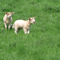 Corderos irlandeses