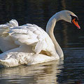 Cisne