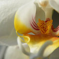 Orquidea