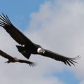 El vuelo del Cóndor