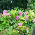 Hortensias Inglesas