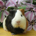 Hamster