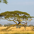 Serengeti Tanzania