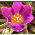 Tulipan