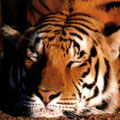 Tigre en reposo