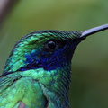 hummingbird
