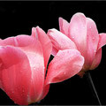 Tulipanes rosa