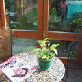 a nice conservatory  in  daughter´s home