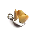 Pferdezahn Schmuck