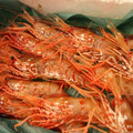 Shrimps