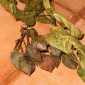 Seed pods of Achiote bush.
