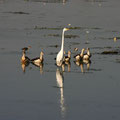 birds meeting at Yellow Water